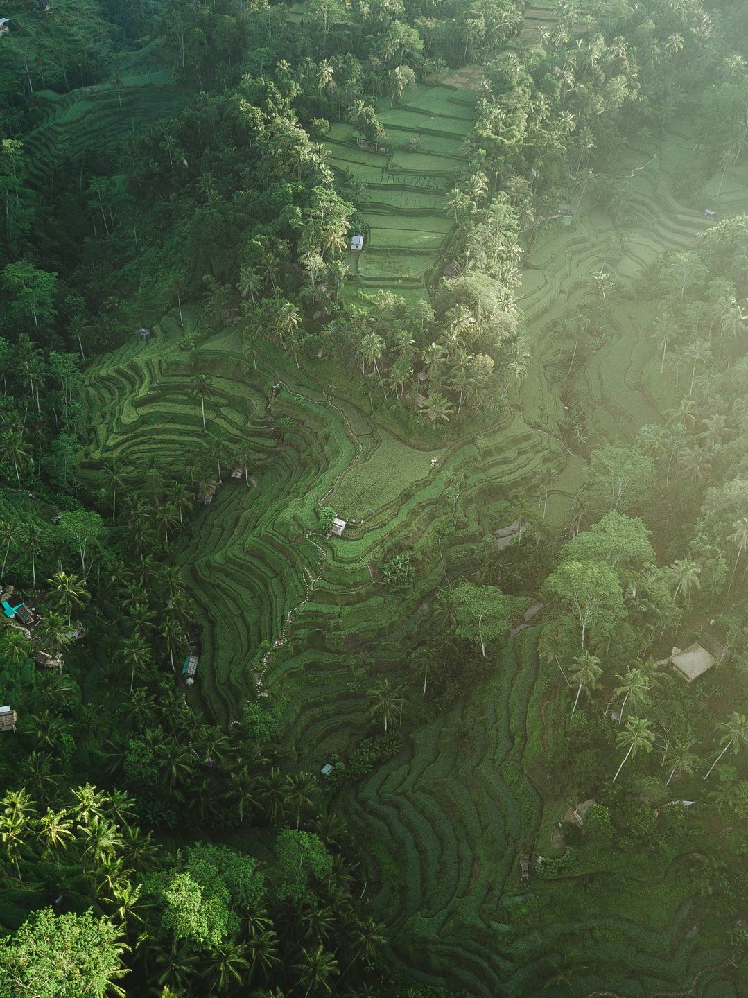 Tegallalang Rice Terraces near Ubud, Bali